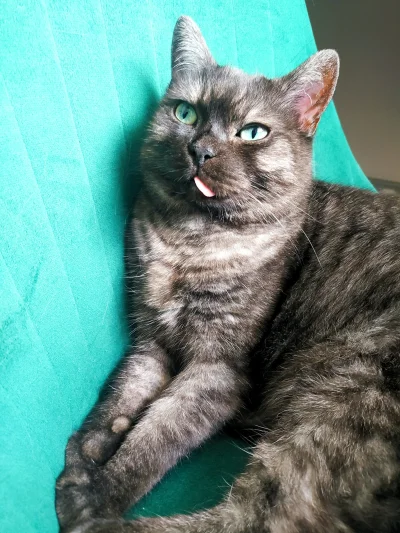 wysuszonyszkieletkostny_czlowieka - ≽^•𐃷•^≼

#pokazkota #koty #kitku #blep #bojowkad...