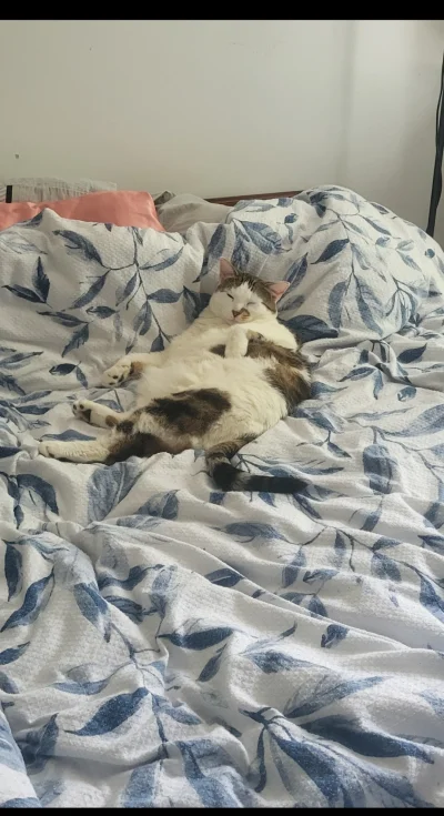 madziabesos - Kurła coś za małe to łóżko 
#koty #kitku #gapiszmisienabebech