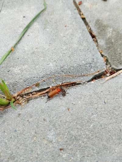 PrezesKarp - Mrówka napadła na robaka 4 razy większego od niej i próbuje go wciągnąć ...