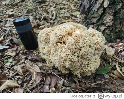 OcelotEater - Miałem dużo szczęścia bo drugi dzień z rzędu trafiłem na pysznego #grzy...