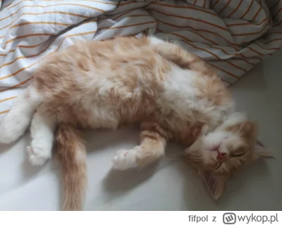 fifpol - @AMBIWALENTNYPSIUR Ragnar