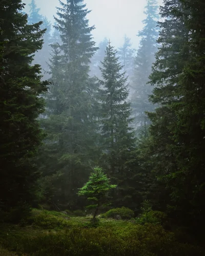 Historycznygagatek - Mucha nie siadła, ale może deszczowy las siądzie. 
Karkonosze 17...