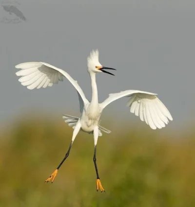 Lifelike - Czapla śnieżna (Egretta thula)
Autor
#photoexplorer #fotografia #ornitolog...