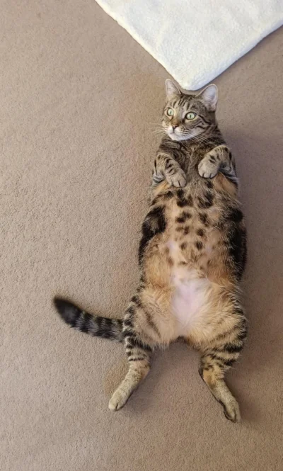 szzzzzz - Kotek kotek kotek
#pokazkota #alboialba