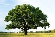 WielkiSzuinternetow - Drzewo azjatyckie w Azji gdzie kiedyś pojadę. ( ͡°( ͡° ͜ʖ( ͡° ͜...