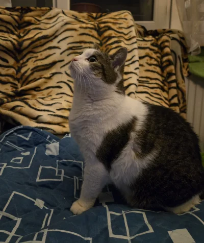 Solsith - Buła, namierzyli nas( ͡° ͜ʖ ͡°)