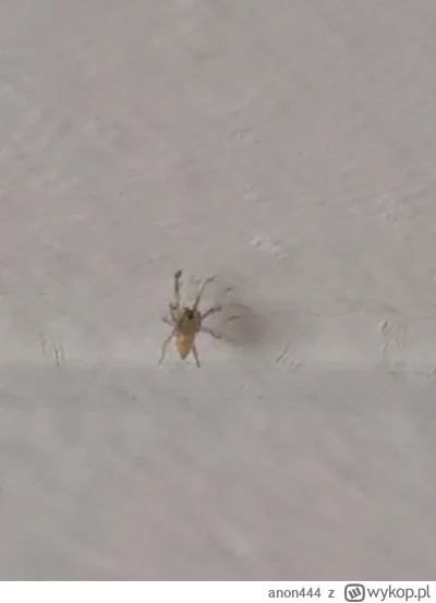 anon444 - na łączeniu ściany z sufitem zauważyłem dzisiaj sporo takich malutkich pają...