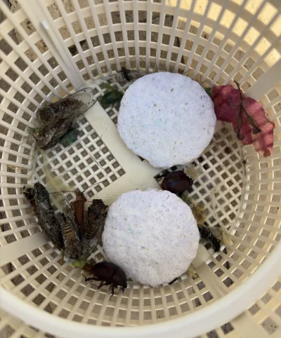 asdfghjkl - Cykasz? Pierdnę i znikasz ( ͡° ͜ʖ ͡°) 
Ale cmentarzysko cykad i kszonszcz...