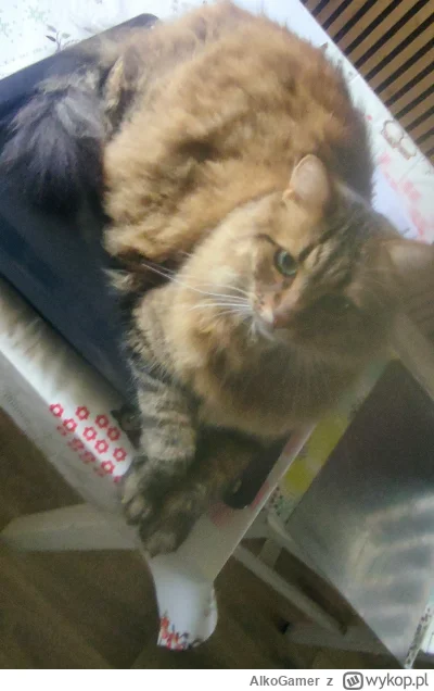 AlkoGamer - @rolnik_wykopowy: