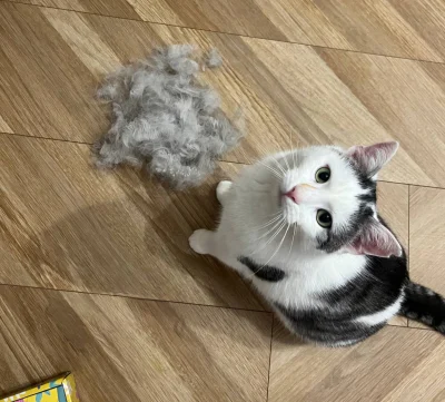 impact18 - #koty #pokazkota
"Nie pierdziel, że to moje"(ʘ‿ʘ)