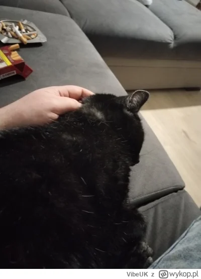 VibeUK - Chlop ma kota
#przegryw