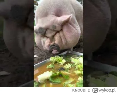 KNOUDI - Ej Siewiera kontrolujesz tag?
https://www.youtube.com/shorts/prxU-blfyxE
#...