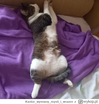 Kantorwymianymysliiwrazen - @koronawirus: Ty wirusie łoddawaj mojego Filipa.ヽ( ͠°෴ °)...