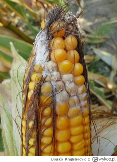 Bojsko_Krajlslerovic - #raportzpanstwasrodka swego czasu dietetyk gapa , próbował na ...