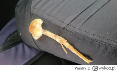 Wasky - #grzyby ktoś wie co to za grzyb?? #grzybobranie