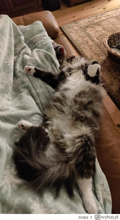 zaqpy - #pokazkota #smiesznypiesek #koty
on tak dalej ma. reklamować?
wczesniej było ...