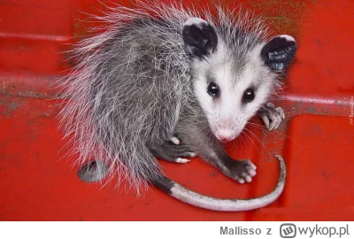 Mallisso - @Dewasta: o, tak, Opos! (╭☞σ ͜ʖσ)╭☞