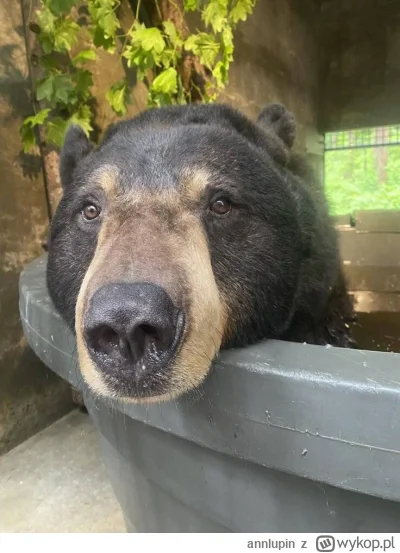 annlupin - sb muzyczek słucham a co uwas