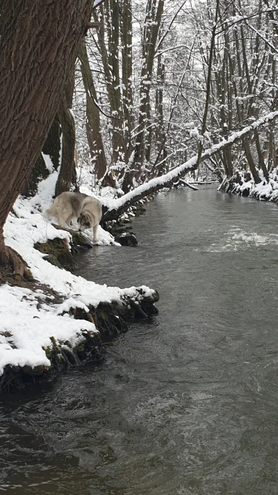 BArtus - #spierdotrip #psiarze