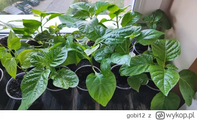 gobi12 - Ostatnie dni paprykasów na parapecie. Jutro większość do gruntu. 

--

Więce...