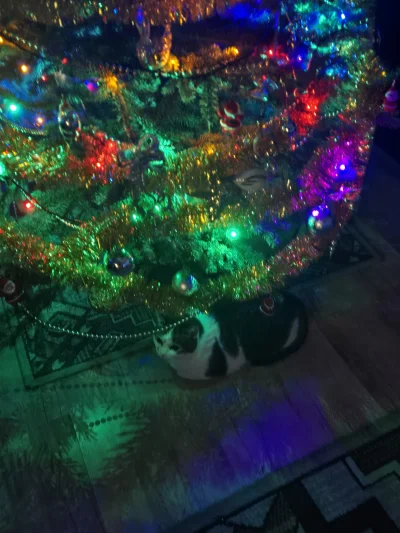 Solsith - #pokazkota #spaslak (｡◕‿‿◕｡)