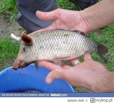 ajapai-dub - #danielmagical