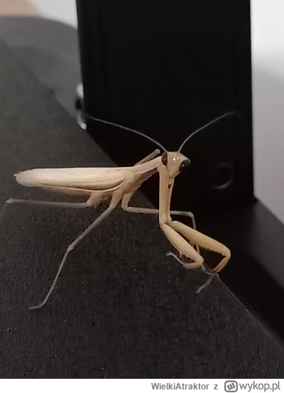 WielkiAtraktor - Co to za rodzaj modliszki?