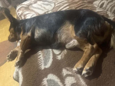 AnalogowySamuraj - Mój piesio ( ͡º ͜ʖ͡º) #przegryw #pokazpsa