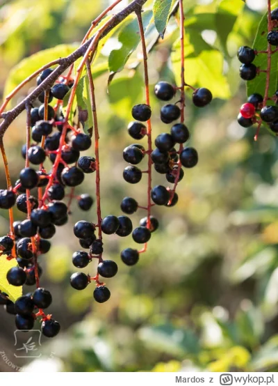 Mardos - 1. Jeździsz rowerem po lesie
2. Widzisz jakieś czarne kulki na drzewie
3. Ro...