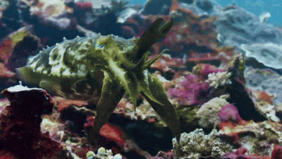 Drom - Ależ pulsuje.