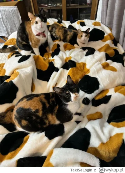 TakiSeLogin - #koty
Kamuflaż
