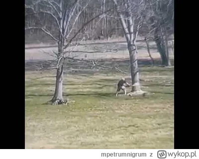 mpetrumnigrum - https://youtube.com/shorts/881Mcw516XU?si=SJS2yYEsU0iVo6Iv

Przy okaz...