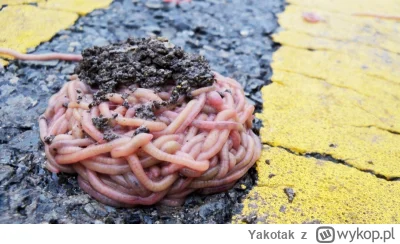 Yakotak - Smacznego! :)

#worms #robakidojedzenia #jedzzwykopem #heheszki