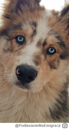 PodlasianinNaEmigracji - Poranny pieseł dla was!
#pies #porannypies