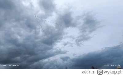 d601 - Fajne zdjęcie kaczek 🦆
Po co one tak lecą?
#kaczki #ornitologia #smiesznypies...
