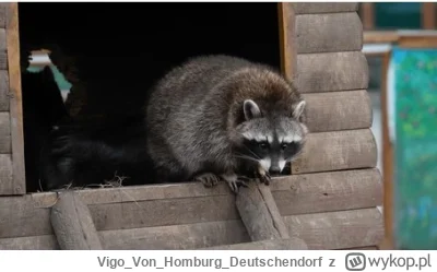 VigoVonHomburg_Deutschendorf - On był z kurkami tylko porozmawiać
#szopeknadzis