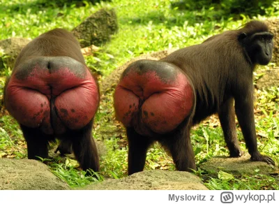 Myslovitz - @wscieklizna_irl