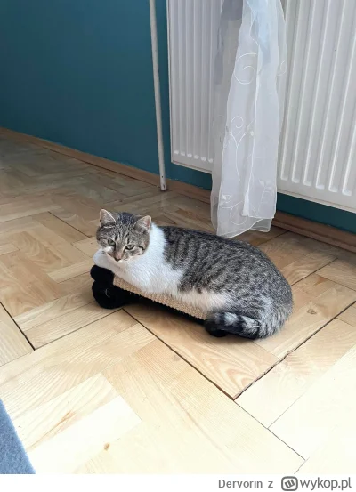 Dervorin - @KjatanSveisson: Pozdrowienia od bliźniaczki ( ͡° ͜ʖ ͡°)