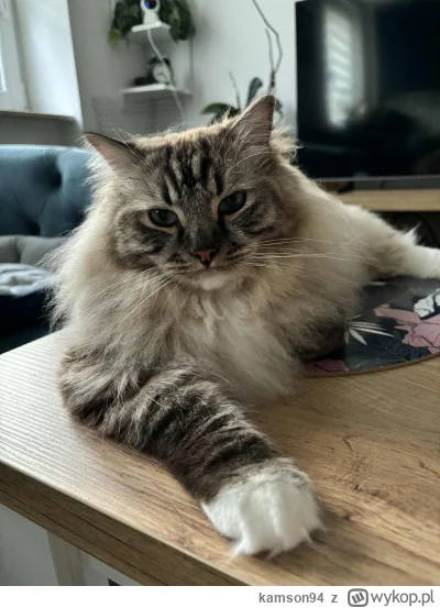 kamson94 - #pokazkota Liczę na wasze podbite podpisy pod zdjęciem ( ͡° ͜ʖ ͡°)