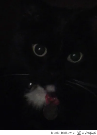 leonid_bialkow - @annlupin: pssst mam troche kocimientki