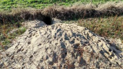 Szary_Anon - Coś wyryło mi jamę w polu. 
#przegryw