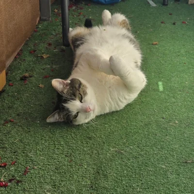 Solsith - @Kantorwymianymysliiwrazen: ( ͡° ͜ʖ ͡°)