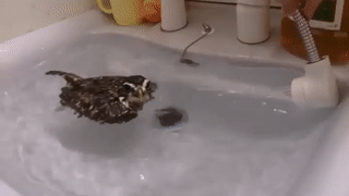 wfyokyga - Myjowanie