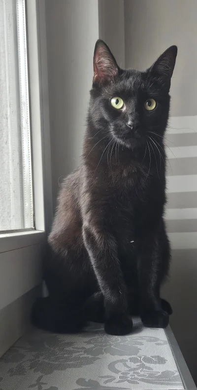 Veverkas - Czort już po porannej saszecie, a Wy już po śniadaniu Mireczki? (｡◕‿‿◕｡)

...