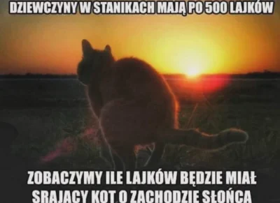 paczelok - #koty #srajzwykopem #glupiewykopowezabawy