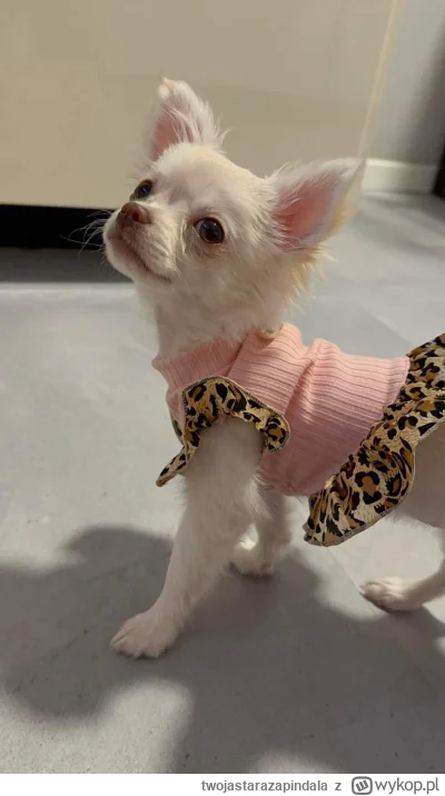 twojastarazapindala - Takiego sobie koteczka sprezentowałam. Kto zgadnie jak ją nazwa...