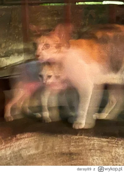 daray89 - #codziennykotopetany #dziwnekotki