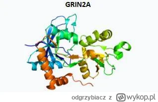 odgrzybiacz - Naukowcy z Lipska udowodnili, że mutacja pojedynczego genu GRIN2A może ...