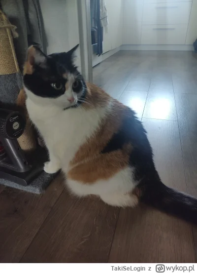 TakiSeLogin - @felixos o kurde kicia