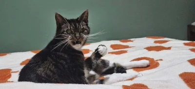 Lemmonix - Rozsierdzon!
#koty #dziwnekotki #codziennykotopetany